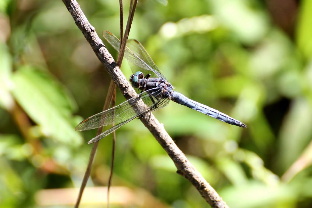 Orthetrum coerulescens?  S, maschio